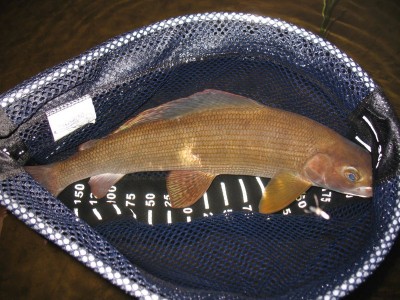 Harjus_50cm_2.jpg