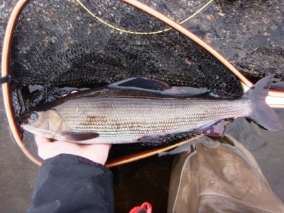 Harjus ~45cm.jpg